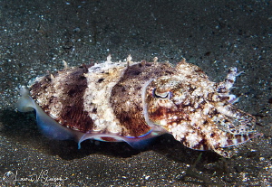 Needle Cuttlefish/Photographed with a Canon 60 mm macro l... by Laurie Slawson 